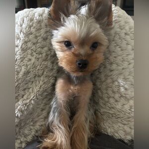 Meet your Posher, Eirian